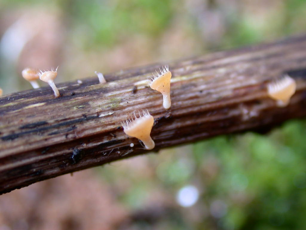 Funghi ... in miniature